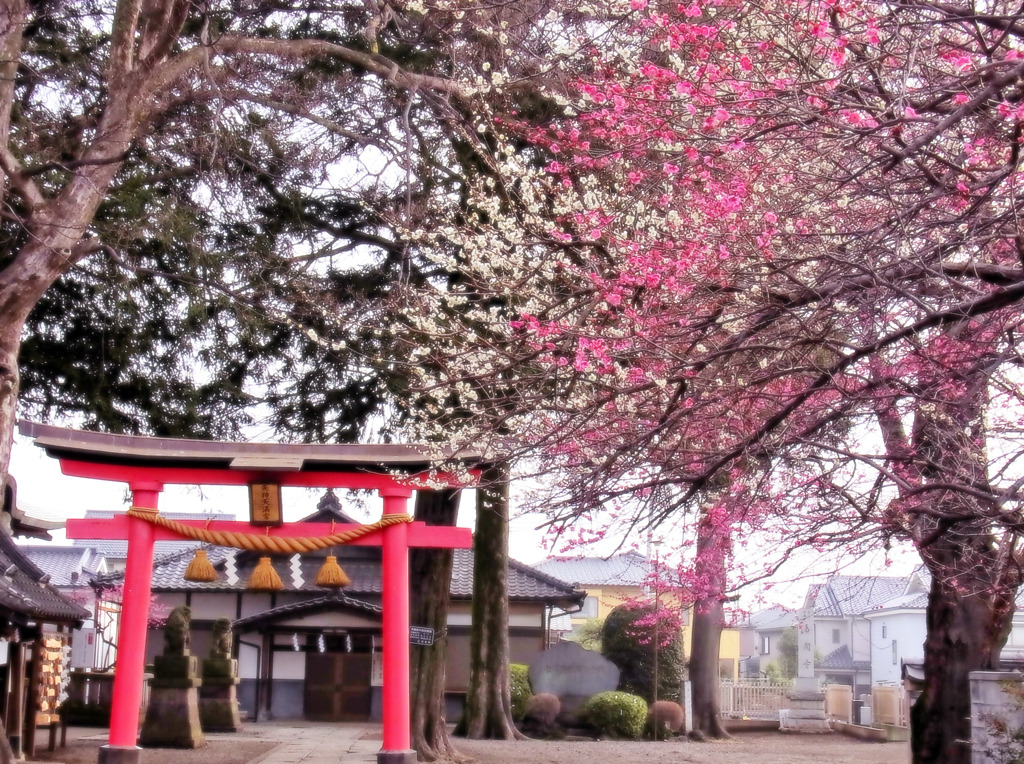 梅と鳥居