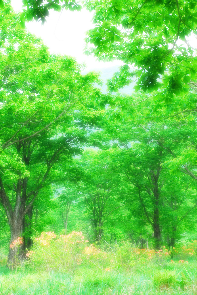 いきいき森