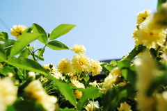 モッコウバラ３