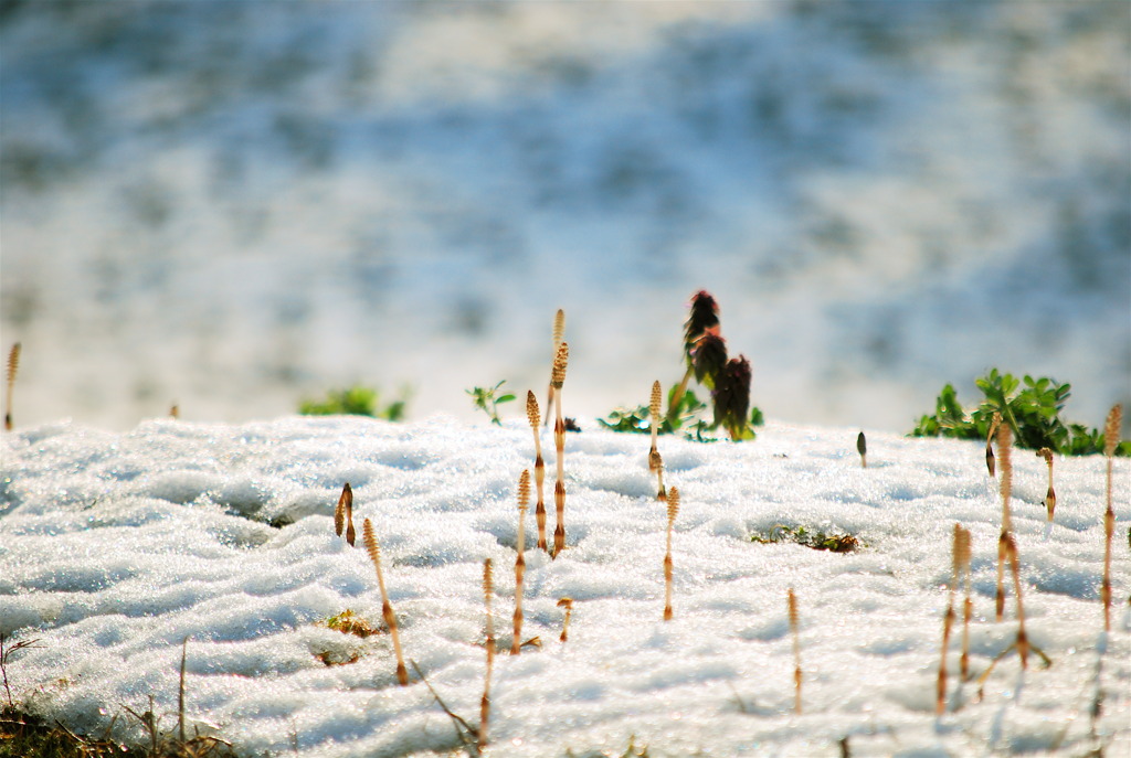 春雪の絨毯