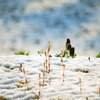 春雪の絨毯