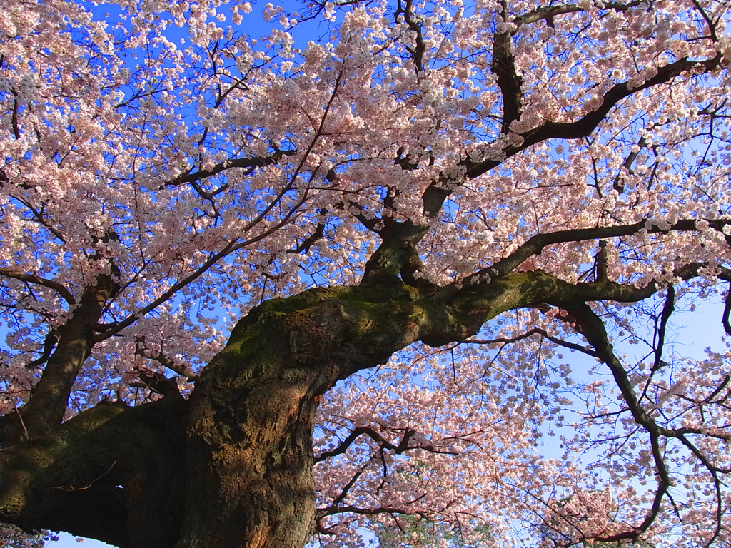 古桜の幹