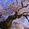 古桜の幹