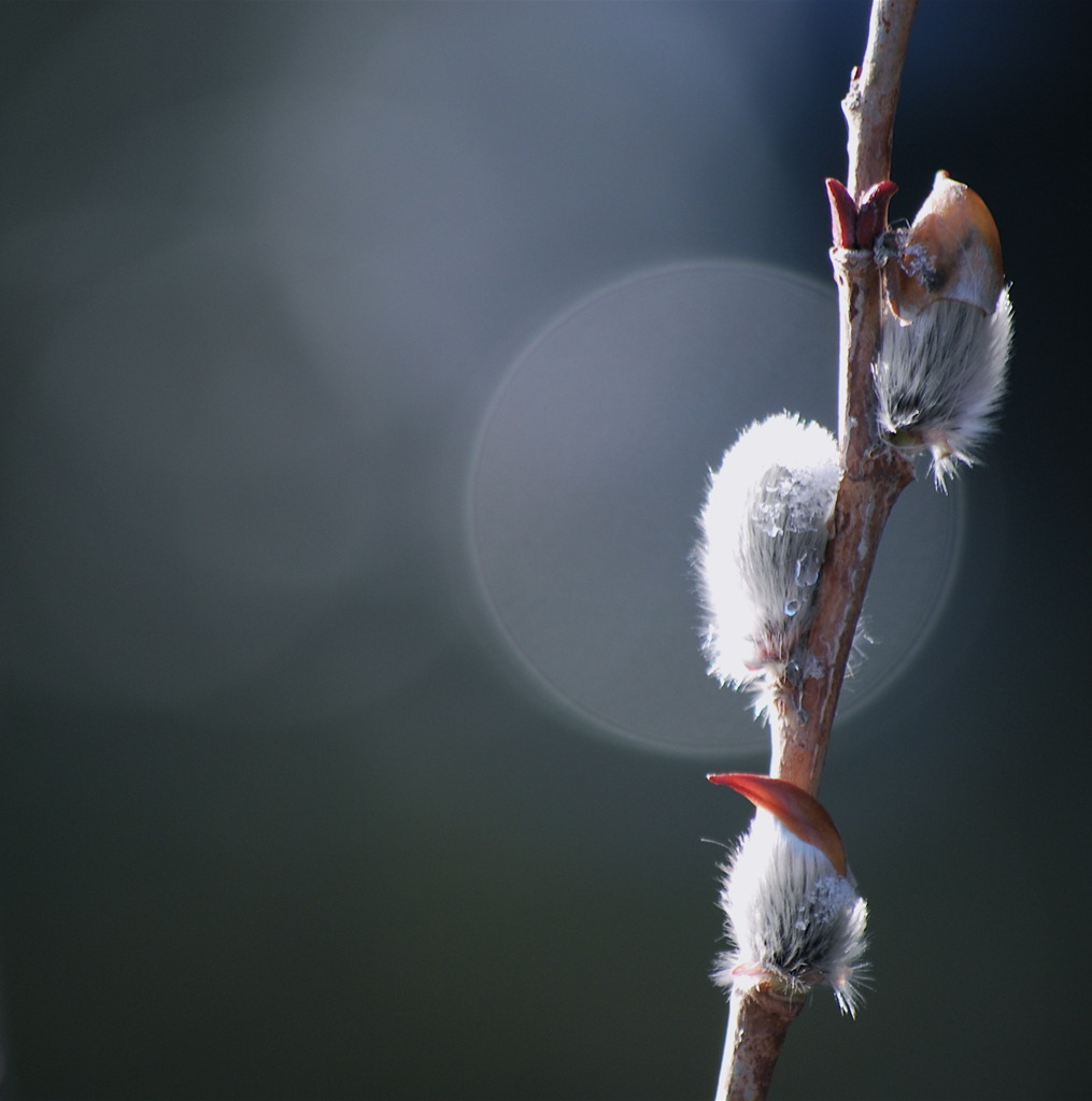 光のオブラート