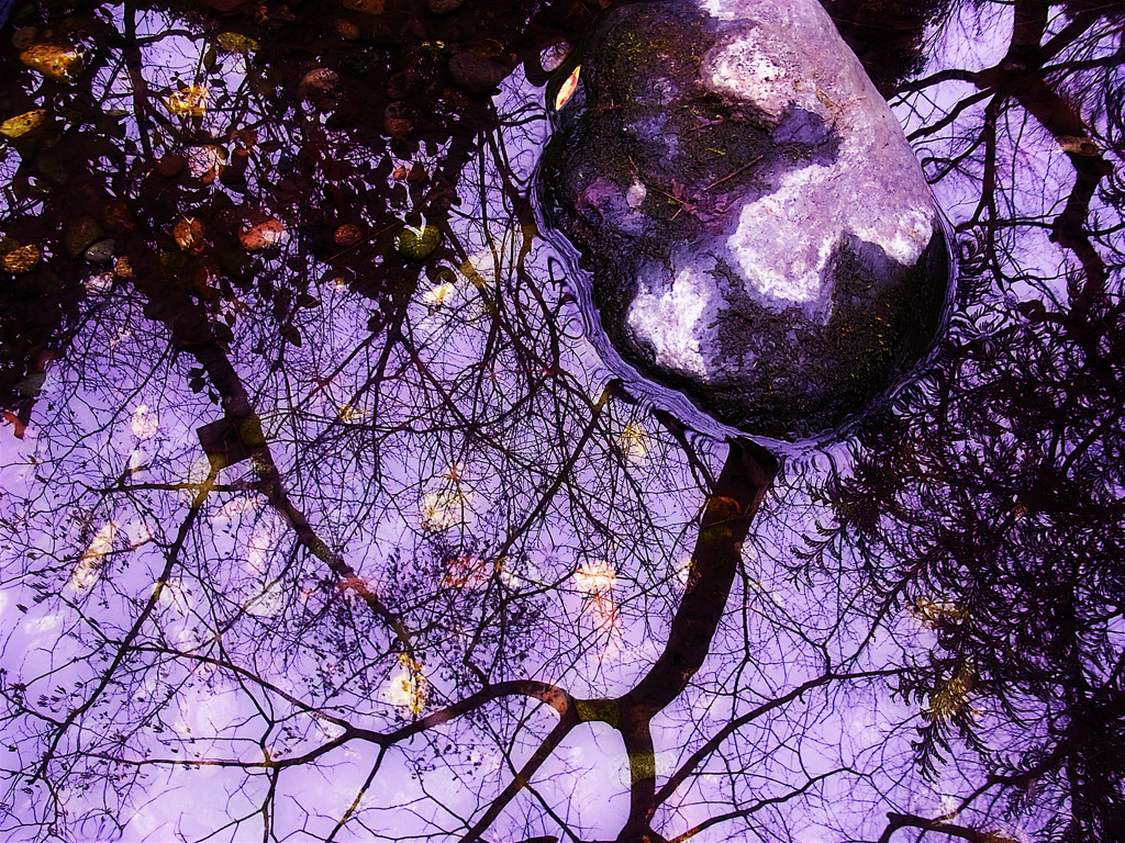 石割桜