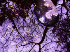 石割桜