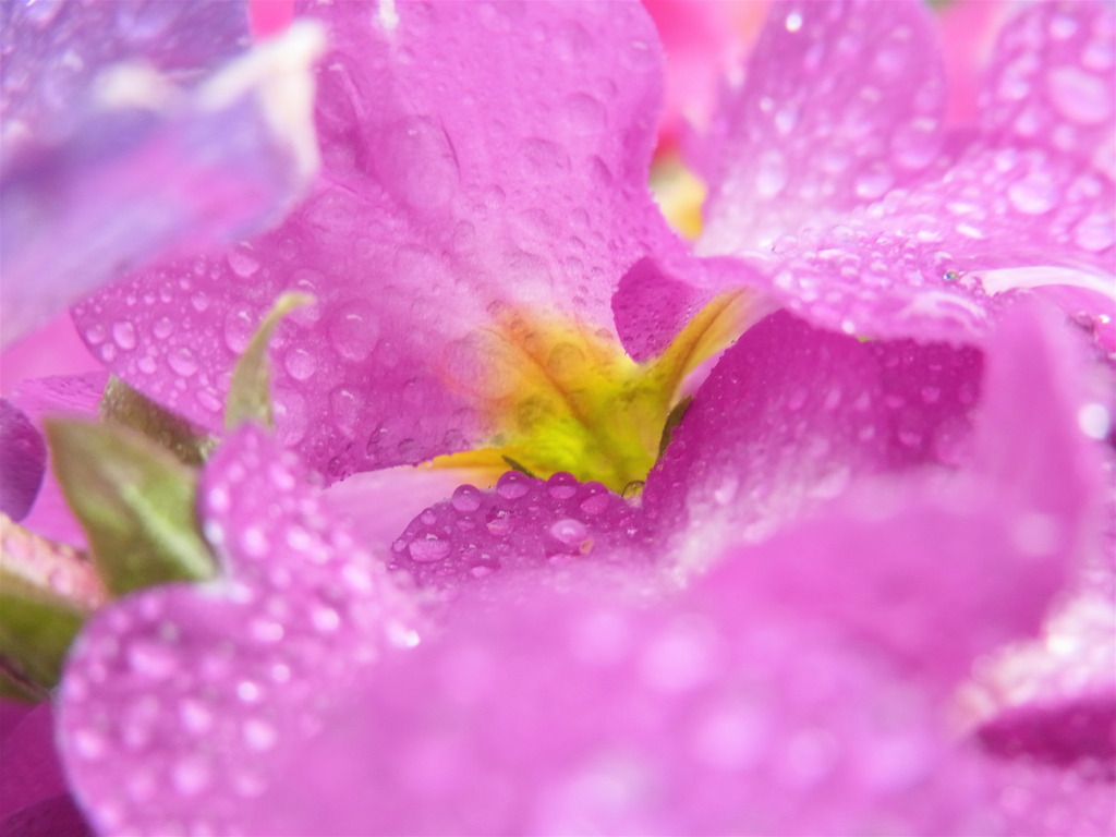 雨上がりの花たち　1