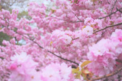 八重桜in弘前