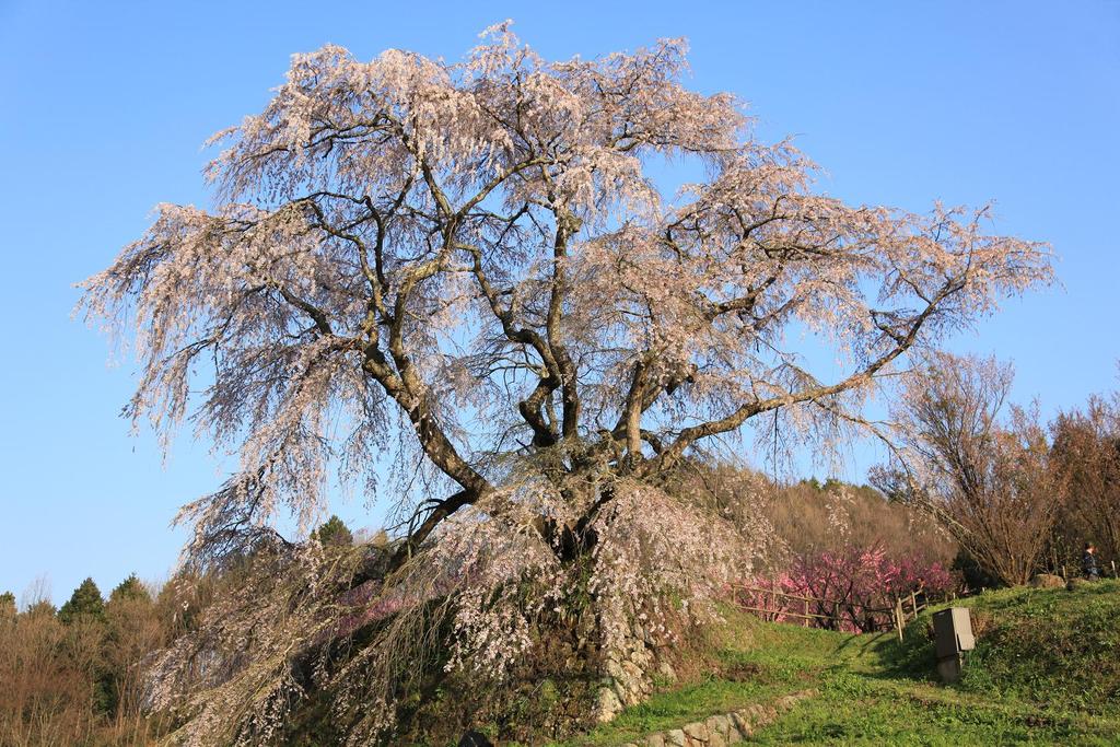 又兵衛桜