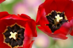 tulip