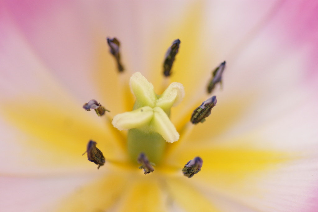 チューリップの中