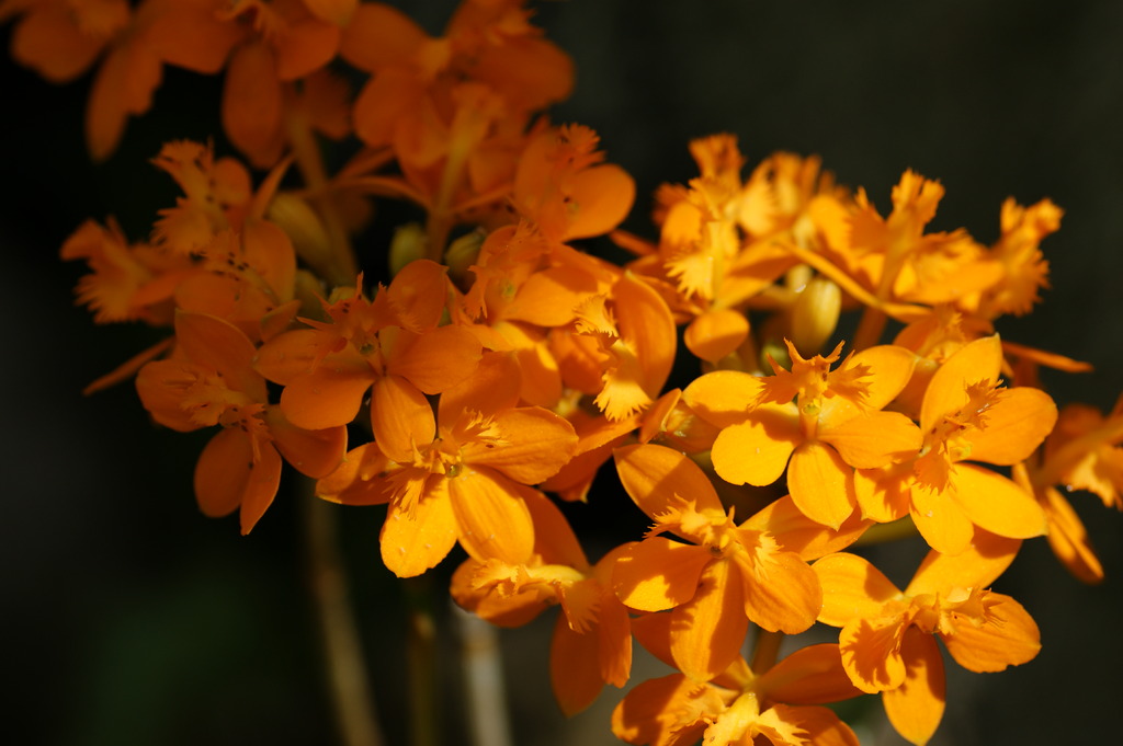 オレンジ色の花