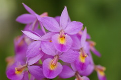 紫の花
