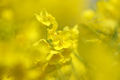 菜の花