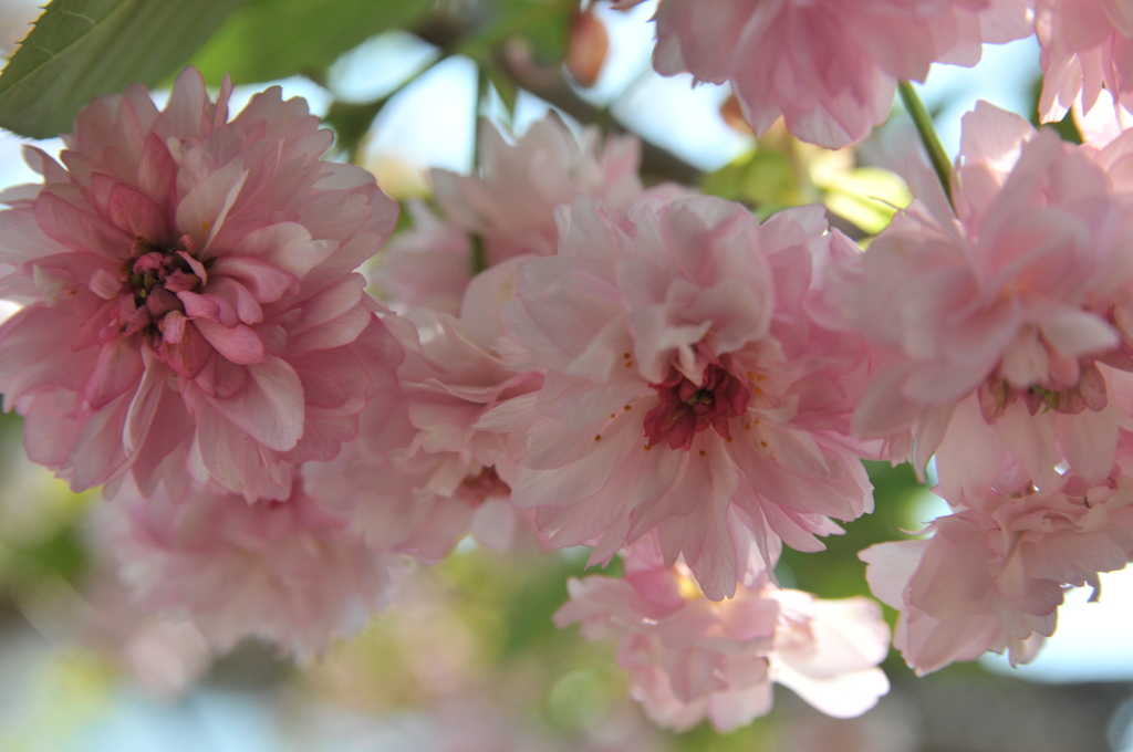 但馬國　出石藩　善立寺　「数珠掛け桜」
