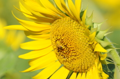 但馬國　神鍋高原　夏　ひまわり②