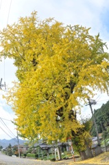 但馬國　出石荒木　イチョウ　②