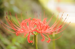 但馬國　朝日の彼岸花③