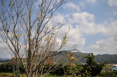 但馬國　秋に八重桜３つ