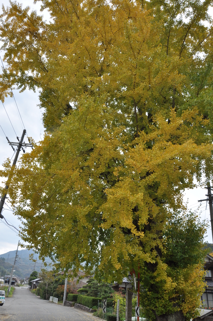 但馬國　出石藩　秋　須義神社（荒木）