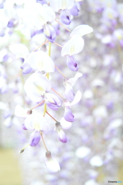 但馬國　和田山藩白井　藤公園　②