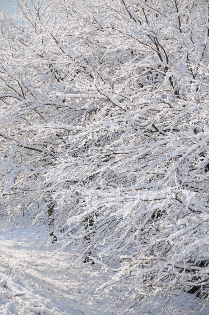 但馬國　　円山川土手