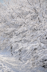 但馬國　　円山川土手