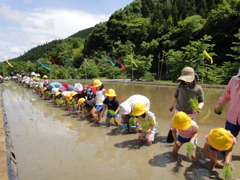 但馬國　小佐の郷　赤米　田植え①