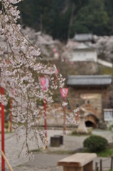 但馬國　出石藩　出石城桜