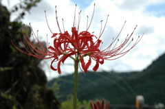 但馬國　秋　彼岸花