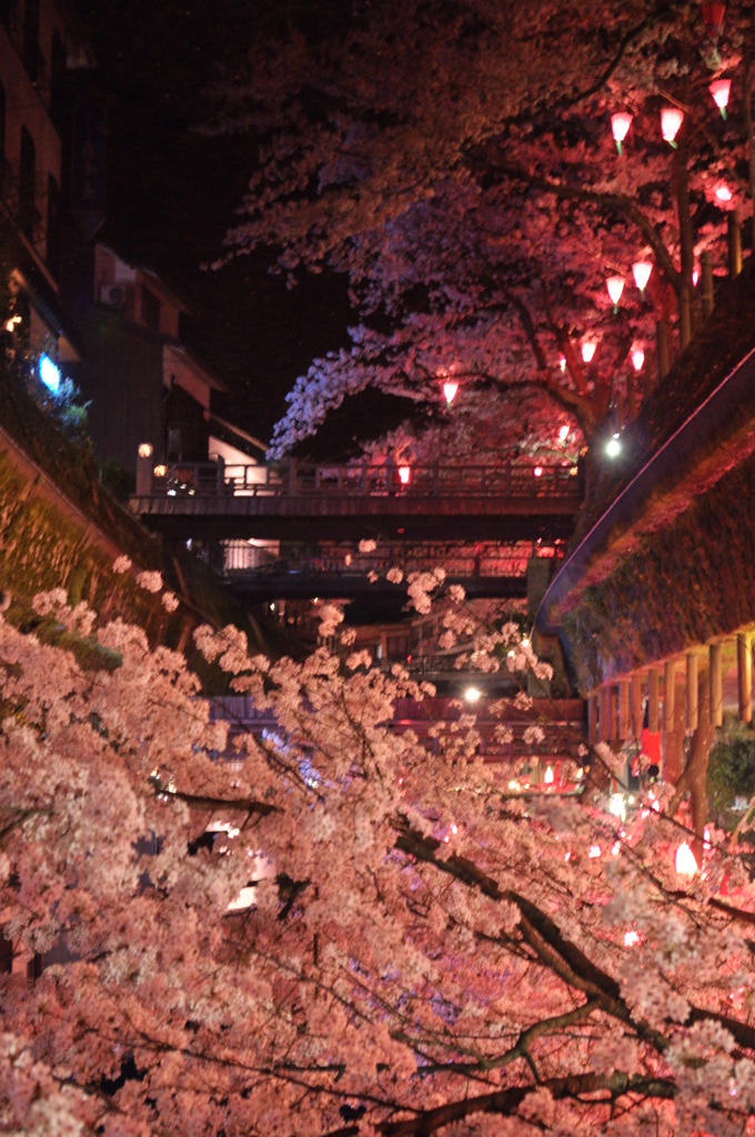 但馬國　城崎温泉　夜桜③