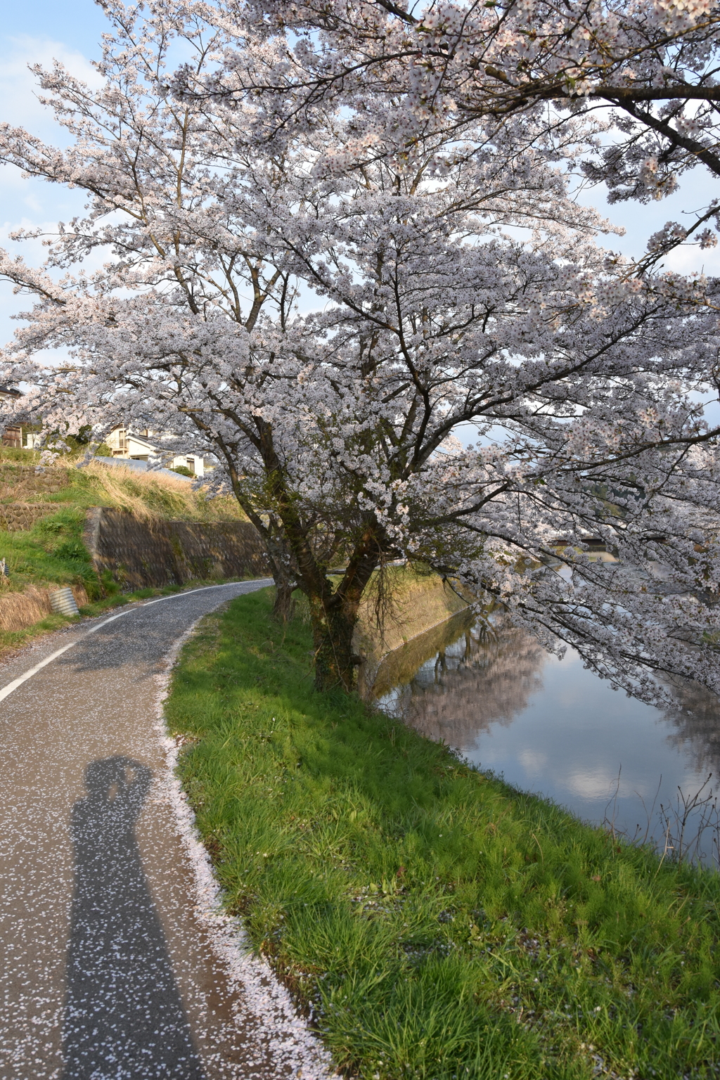 但馬國　小佐の郷　小佐川桜道