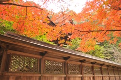 但馬國　養父神社　紅葉まつり　③　