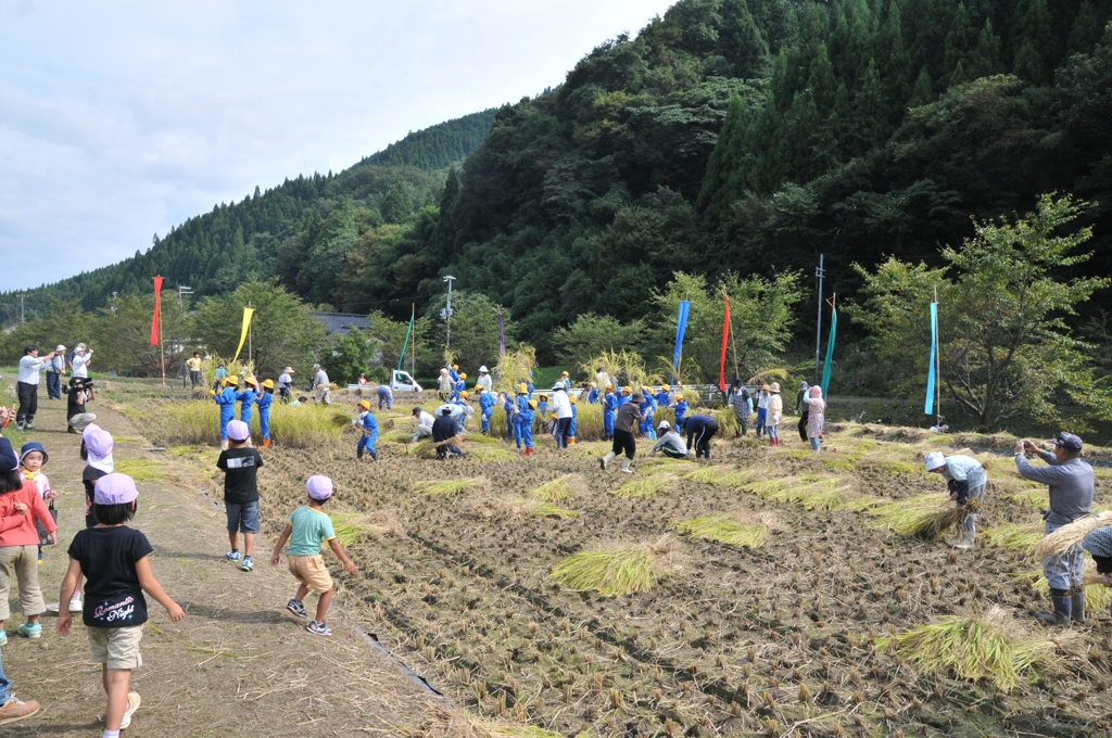 但馬國　小佐の郷　秋の収穫　④