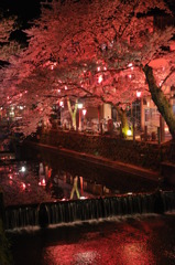但馬國　城崎温泉　夜桜①