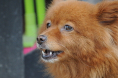 我が家の愛犬　まるちゃん①