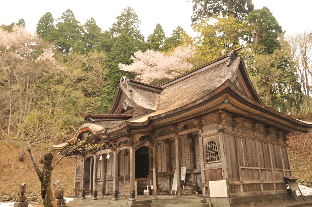 但馬國 八鹿小佐の郷 名草神社 桜②