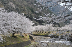 但馬國　出石藩　奥山川