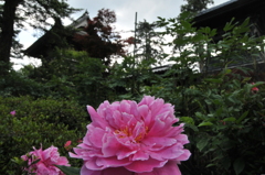 但馬國　日高藩　隆国寺