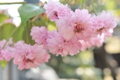 但馬國　出石藩　　善立寺　