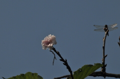但馬国　秋なのに桜咲く　トンボが飛んでる