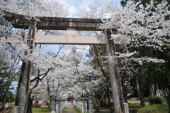 但馬國　出石藩　出石神社の春