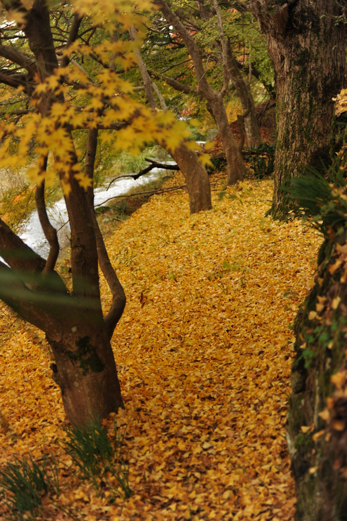但馬國　出石藩　