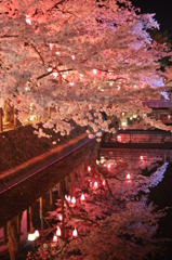 但馬國　城崎温泉　夜桜②