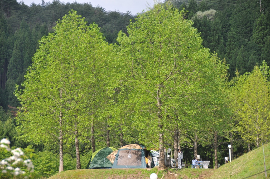 但馬國　湯の原温泉オートキャンプ場の朝④