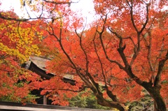 但馬國　養父神社　紅葉まつり　④