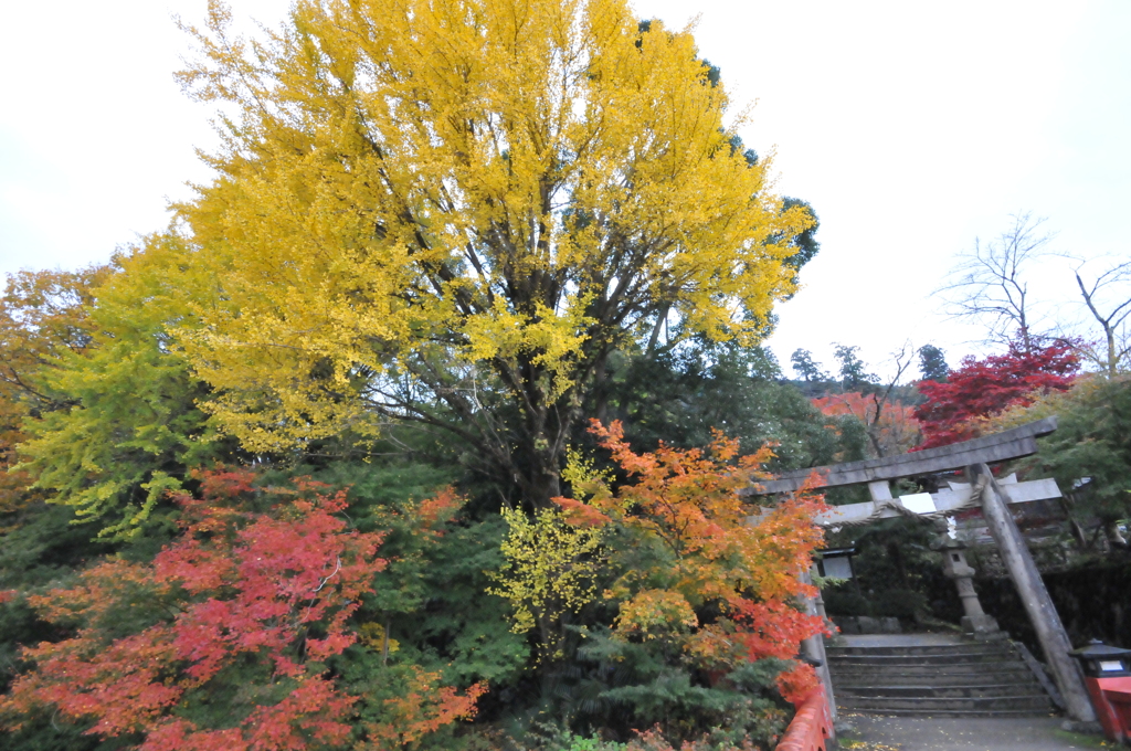 但馬國　出石藩　出石城　秋