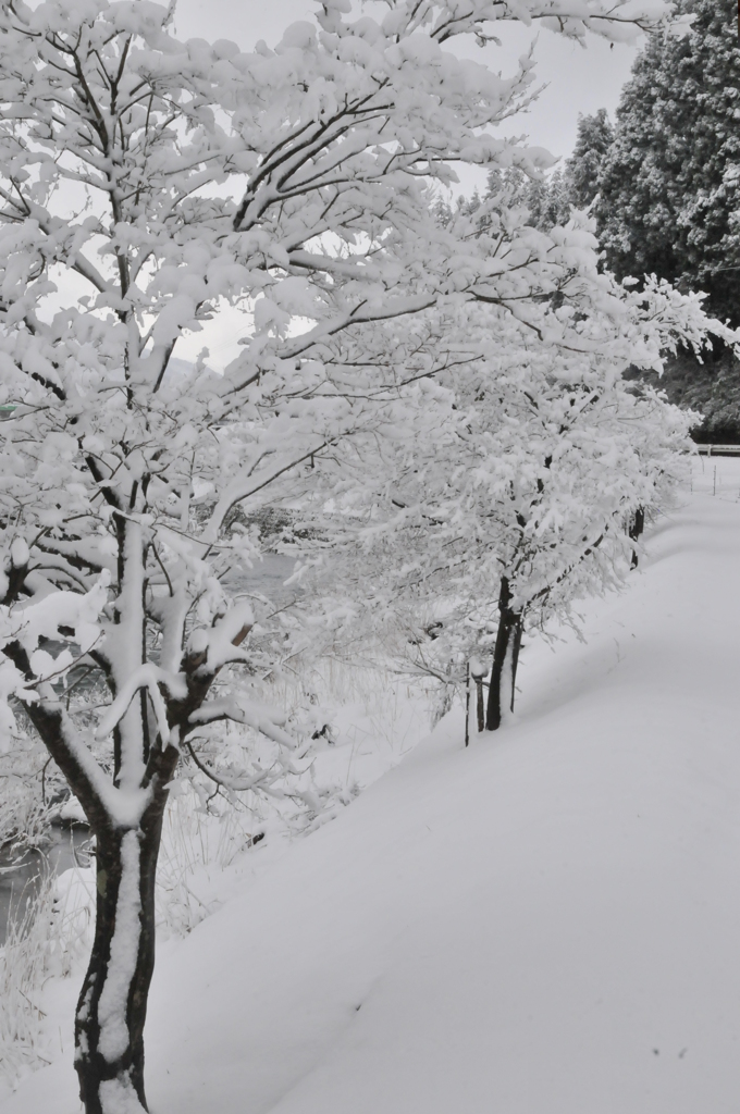 但馬國　小佐の郷　なごり雪②