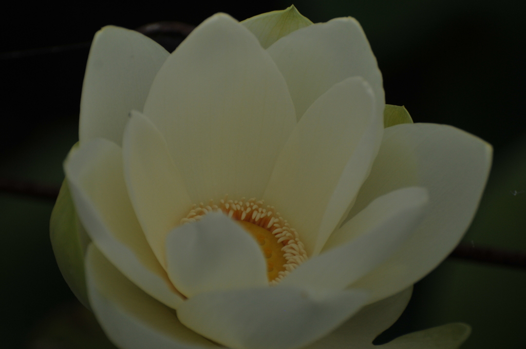 但馬國　出石藩　奥小野　蓮の薗