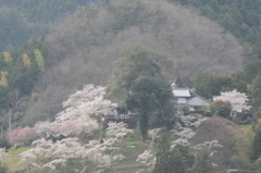 但馬國　洞仙寺